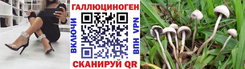 Купить где  Гатчина  Галлюциногенные грибы Magic Shrooms 